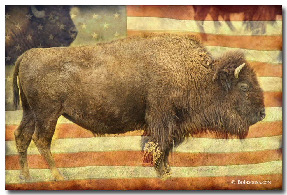 American Buffalo fine art prints