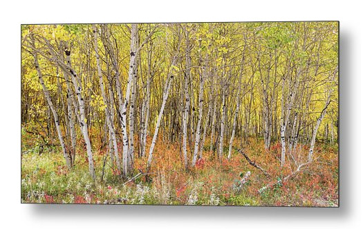 Colorful Aspen Tree Forest Bed Panorama View Metal Art Print