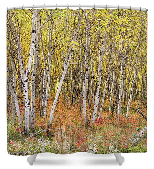 Colorful Aspen Tree Forest Bed Panorama View Shower Curtain