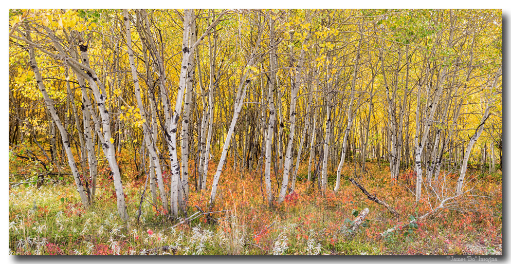 Colorful Aspen Tree Forest Panorama View Art Prints