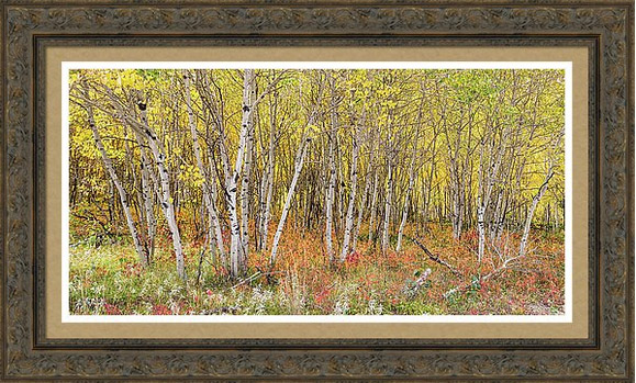 Colorful Aspen Tree Forest For Panorama View Framed Prints