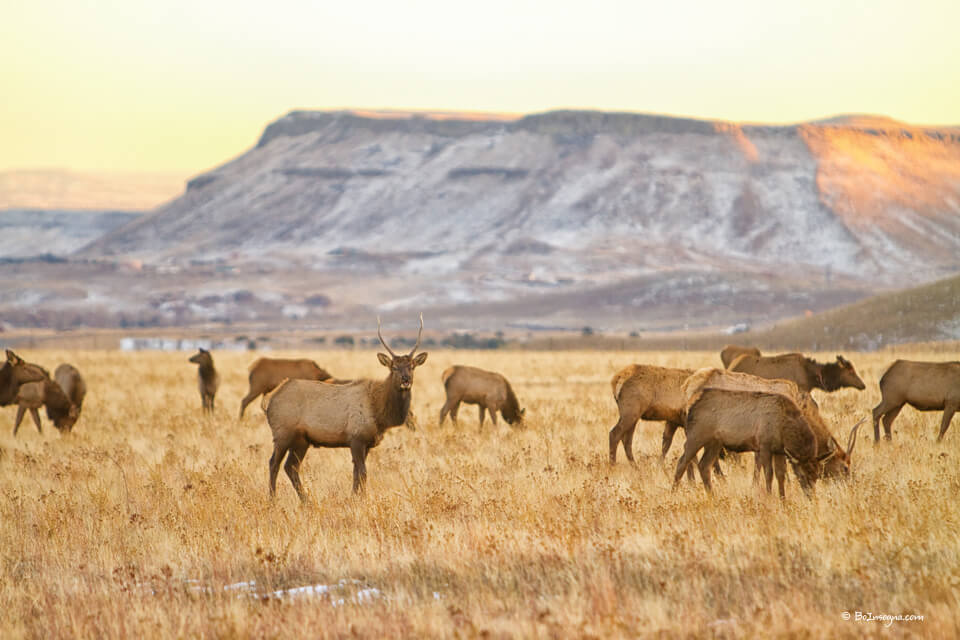 Herd of Elk Grazing On The Colorado Rocky Mountain Foothills