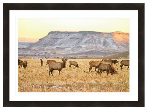 Elk Herd Grazing Rocky Mountain Foothills Framed Print