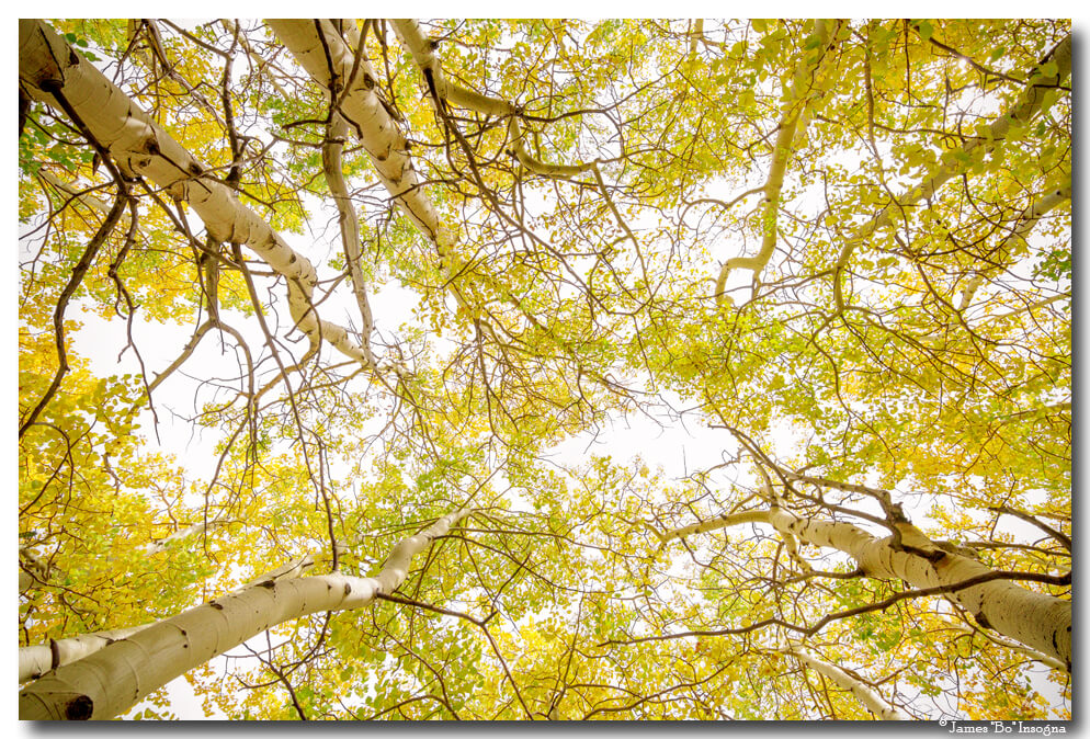Golden Aspen Forest Canopy Art Print