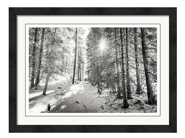 Winter Sunshine Forest Shades Of Gray Framed Art Print