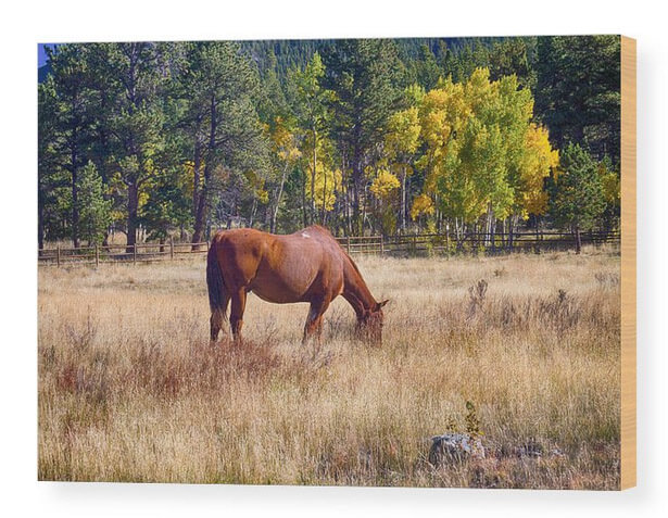 Autumn High Country Horse Grazing Wood Prints