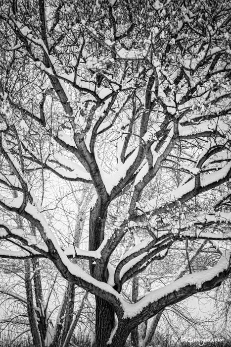 Snowy Trees Winter Intertwine Art Prints