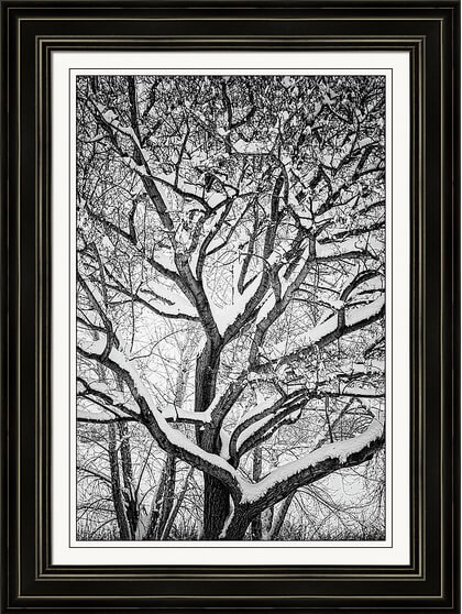 Snowy Trees Winter Intertwine framed prints