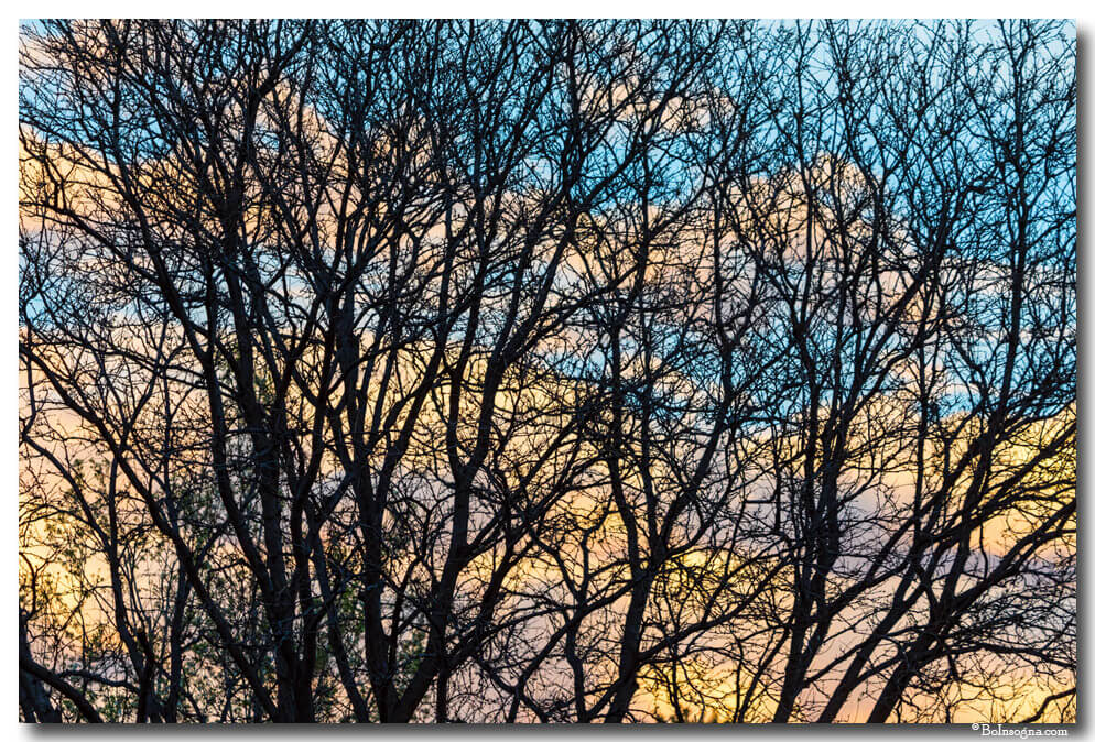 Colorful Clouds Through Tree Branches Art Prints