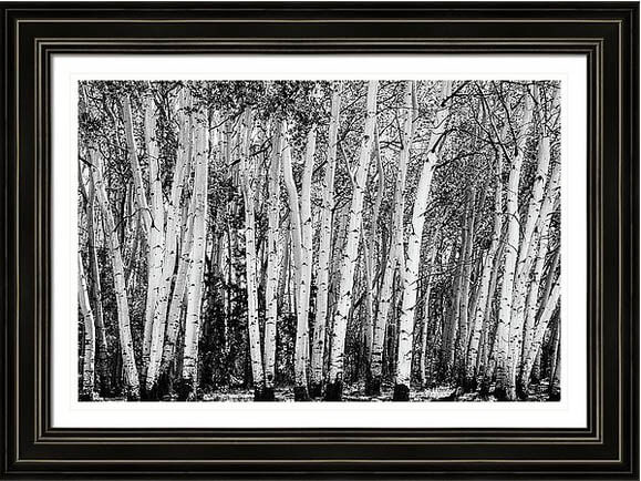Pillars Of The Wilderness Framed Print