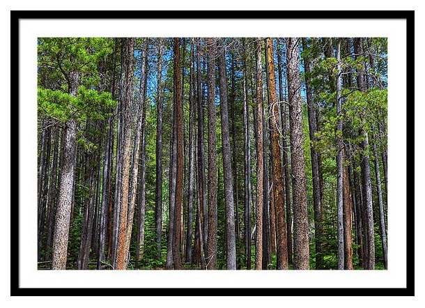 Pillars Of Nature Pine Tree Forest Framed Print