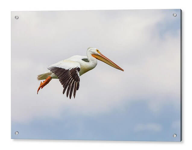 American White Pelican Cruising Acrylic Print