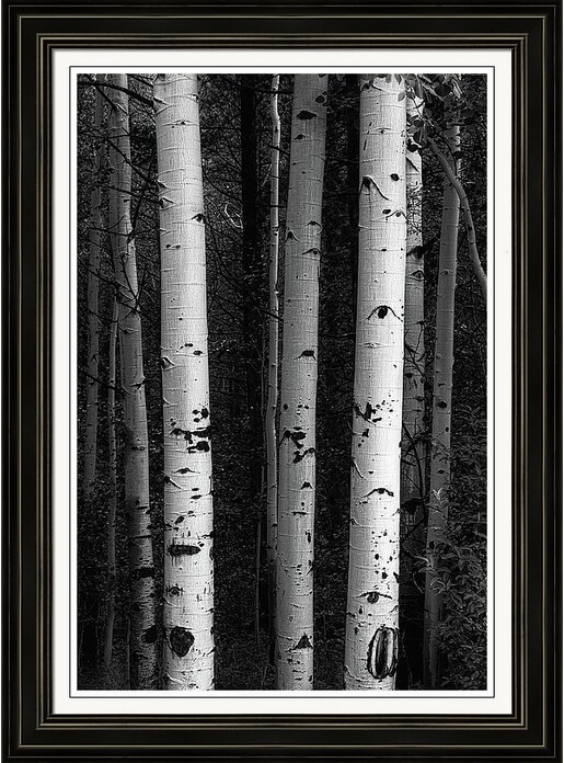Monochrome Wilderness Wonders Framed Print