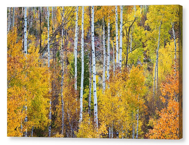 Aspen Tree Magic Canvas Print