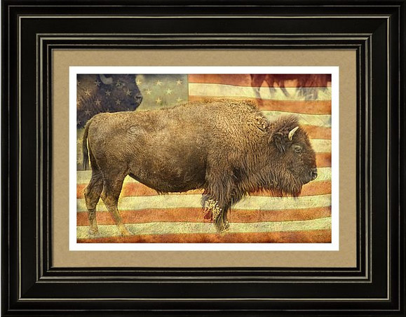American Buffalo Framed Print