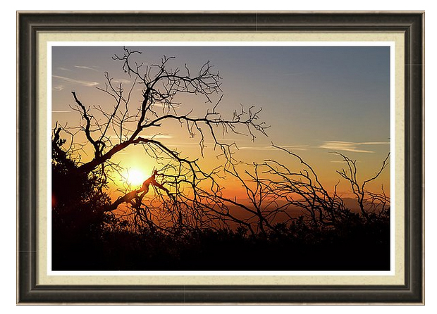 Forest Branches In The Sunset Light Framed Print