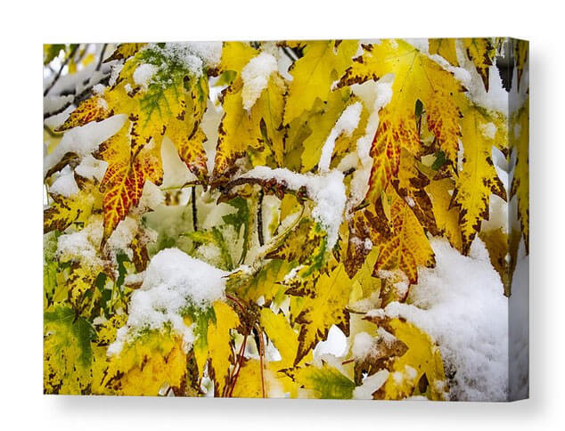 Autumn Maple Leaves In The Snow Canvas Print