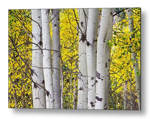 Colorful Autumn Aspen Tree Colonies Metal Print
