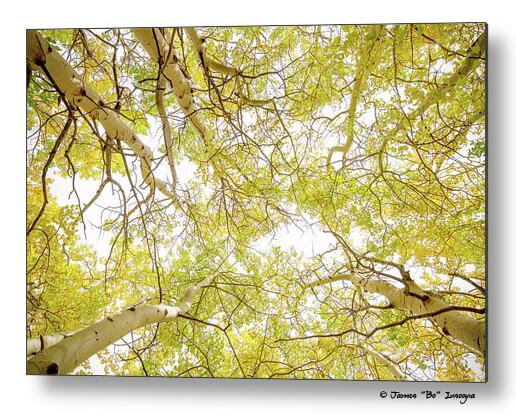 Golden Aspen Forest Canopy Metal Print