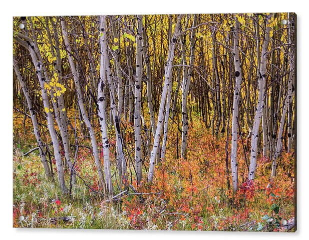 Wonderful Woods Wonderland Acrylic Print