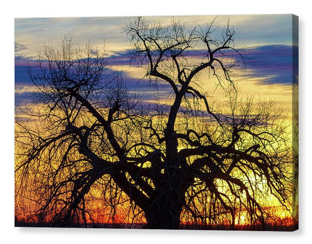 Morning Woods Canvas Print