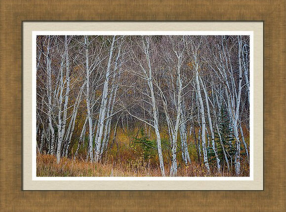 Walk In The Woods Framed Print