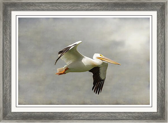 Pelican In Flight Framed Print