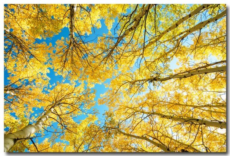 Colorado Aspen Forest Kaleidoscope Art Print – Colorado Nature ...