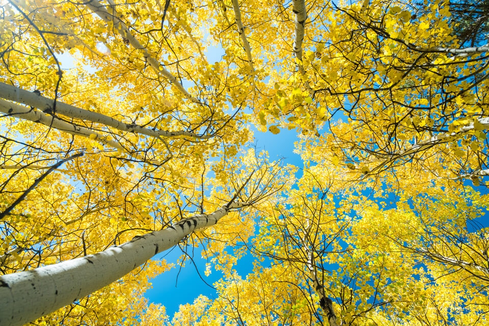 Golden Aspen Tree Forest Canopy - Beautiful golden aspen tree forest with a view looking up at the blue sky.