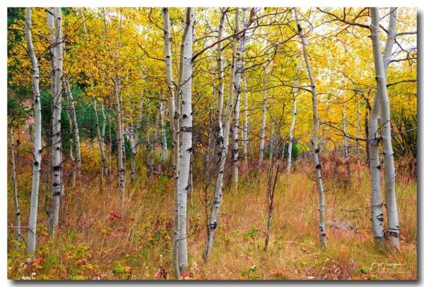 Happy Place In The Woods Art Print – Colorado Nature Landscape Art ...