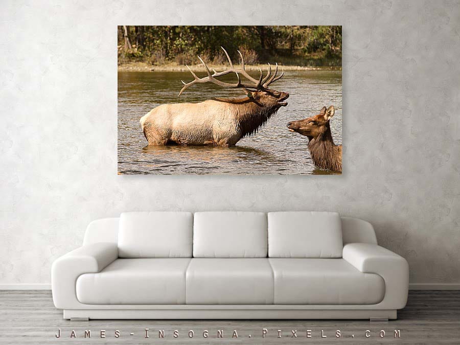 Bugling Bull Elk and Female Cow in Estes Lake CO Canvas Print