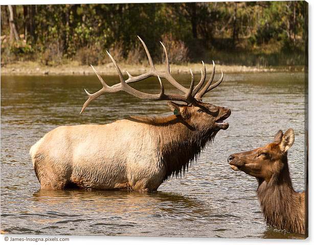 Bugling Bull Elk and Female Cow in Estes Lake CO Canvas Print 