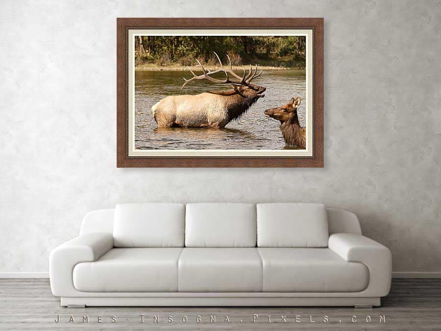 Bugling Bull Elk and Female Cow in Estes Lake CO Framed Print