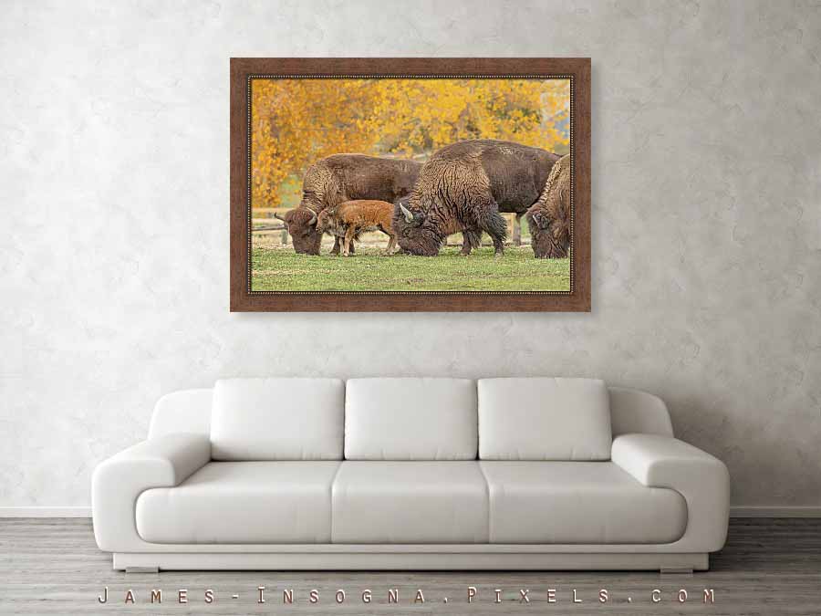 Bison Family Nation Framed Print  32x48