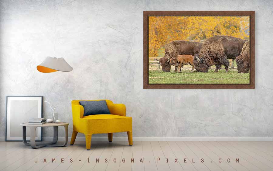 Bison Family Nation Framed Print 60x40