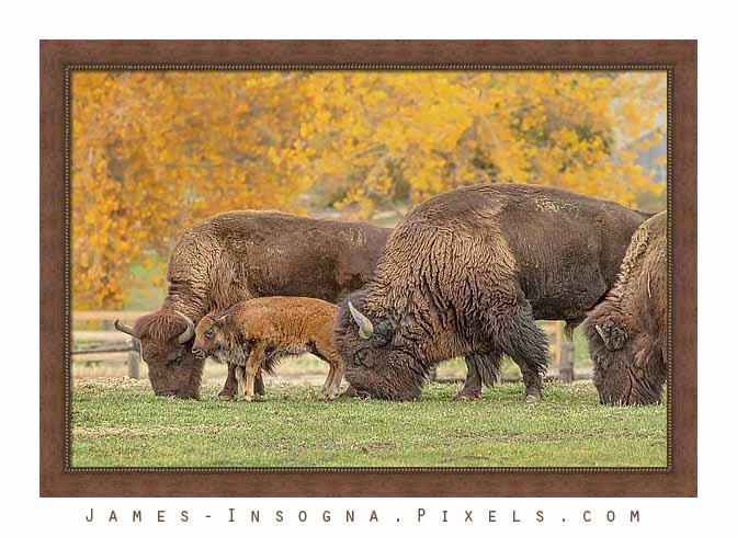 Bison Family Nation Framed Print