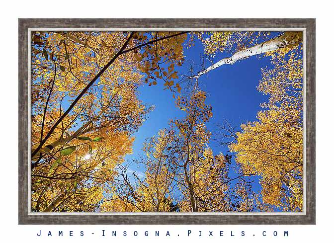 Blue Sky Autumn Bliss Framed Print