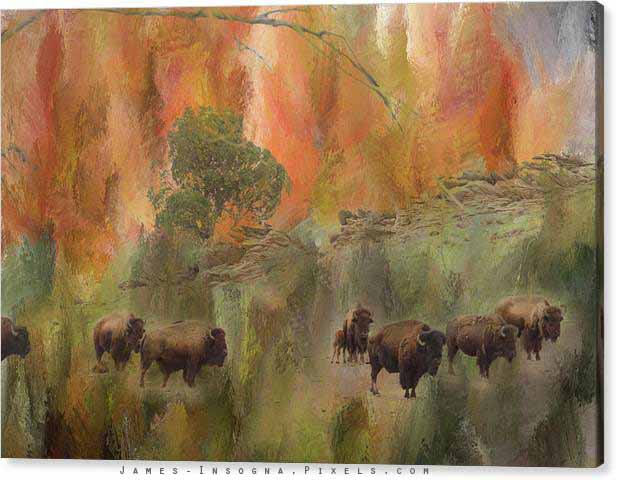 Bison Herd Watching Canvas Print