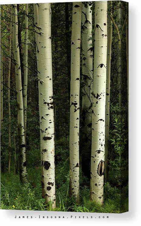 Texture Of A Forest Canvas Print
