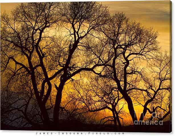 Dancing Trees Golden Sunset Canvas Print