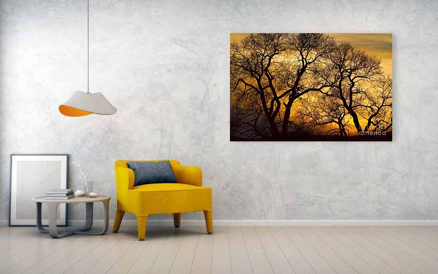 Dancing Trees Golden Sunset large 40x60  Canvas Print Room View